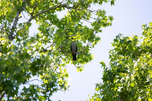 Mississippi kite (Ictinia mississippiensis) looking down curiously from a perch on a tree branch