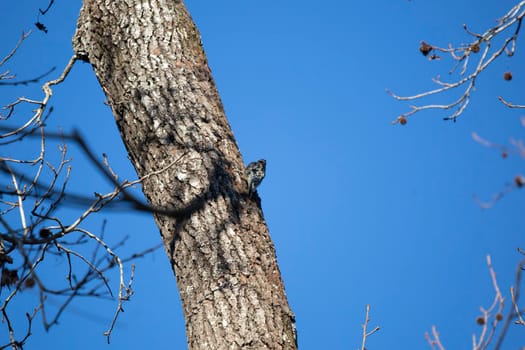 Yellow-bellied sapsucker (Sphyrapicus varius) foraging along a tree on a bright, blue day