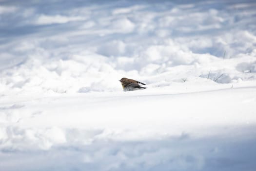 Female yellow-rumped warbler (Setophaga coronata) on the snow