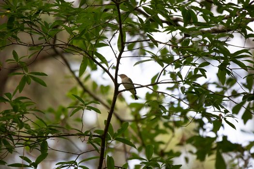 Red-eyed vireo (Vireo olivaceus) foraging on a plant limb