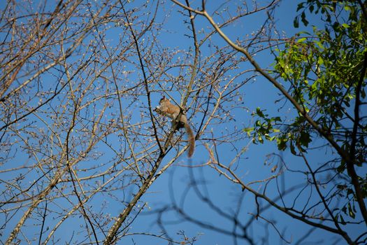 Eastern gray squirrel (Sciurus carolinensis) foraging on a tree