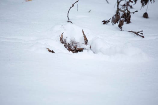 Dead leaves, partially dug up by an animal, covered in snow