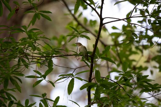 Red-eyed vireo (Vireo olivaceus) looking around majestically from its perch on a plant limb