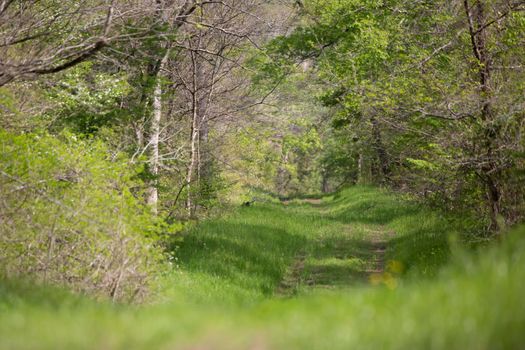 Thin, hilly path through a forest for an all-terrain vehicle (ATV) 