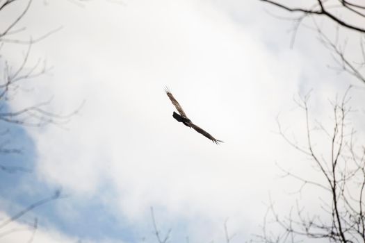 Turkey vulture (Cathartes aura) making an in-flight turn