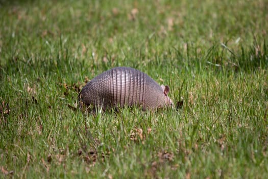 Nine-banded armadillo (Dasypus novemcinctus) foraging for insects in green grass in an open field