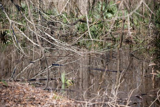 Dead branches that have landed in shallow stagnant water