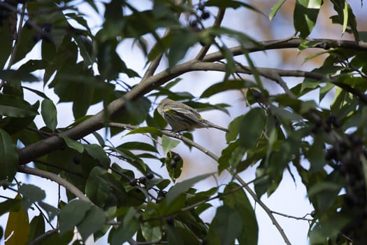 Female yellow-rumped warbler (Setophaga coronata) perched majestically on a tree branch