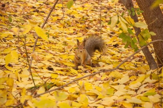  A wild squirel captured in a cold sunny autumn day