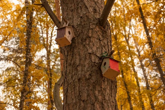 Feeders for birds in the autumn park