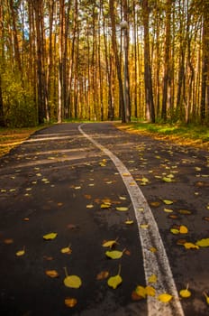 Fallen yellow autumn leaves on the asphalt road in the park Small foliage. Plants. Autumn. Background. Texture. Autumn park. Fallen leaves