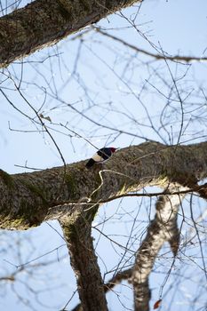 Adult red-headed woodpecker (Melanerpes erythrocephalus) turning its head upside to look upward