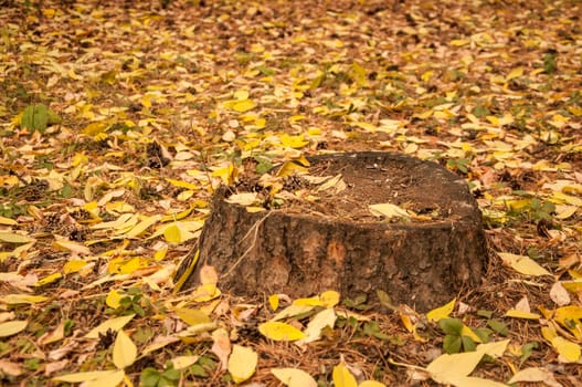 Close-up of a stump covered with moss like a bench on the lawn with fallen leaves of the backyard in autumn. 