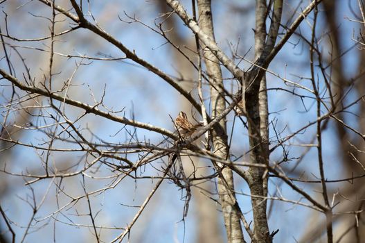 White-throated sparrow (Zonotrichia albicollis) looking up from its perch on a tree branch