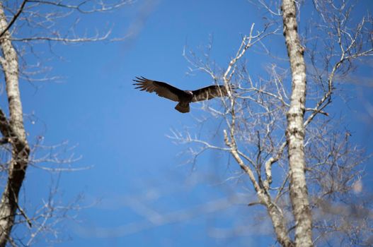 Turkey vulture (Cathartes aura) flying in a blue sky near two bare trees