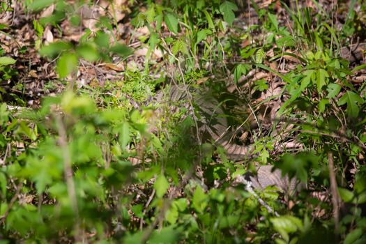 Pair of small nine-banded armadillos (Dasypus novemcinctus) foraging for insects in grass and weeds