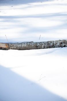 Fallen tree branch partially buried in snow and sleet