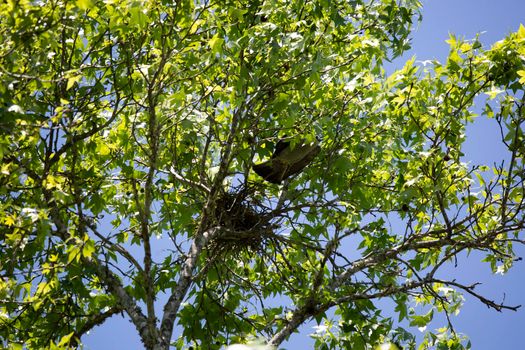 Mississippi kite (Ictinia mississippiensis) taking flight from its nest