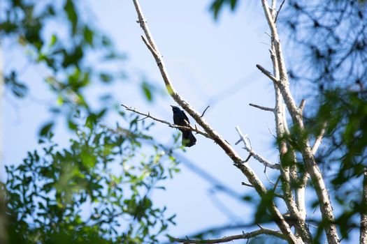 American crow (Corvus brachyrhynchos) perched on a bare tree limb