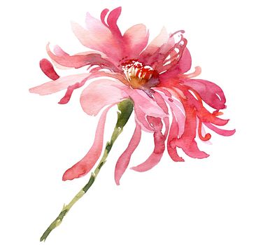 Watercolor illustration of chrysanthemum - pink flower on the stem