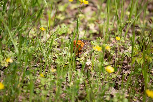 Monarch butterfly (Danaus plexippus) perched on a green weed