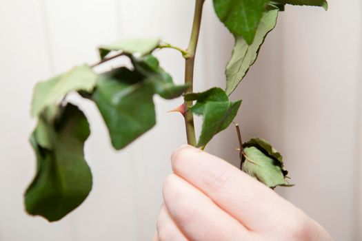 Woman's hand holding a green stem with red thorns