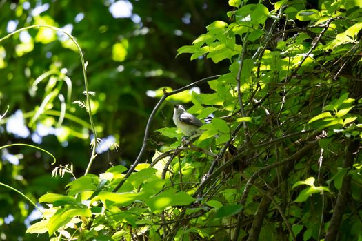 Tufted titmouse (Baeolophus bicolor) looking around majestically from its perch on a tree branch