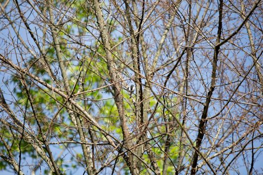 Curious blue-gray gnatcatcher (Polioptila caerulea) looking out majestically from a tree branch on a pretty day