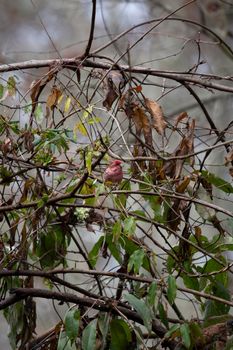 Male purple finch (Haemorhous purpureus) looking out while it forages from a bush