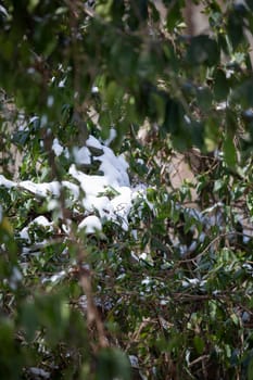 Green leaves of a bush dusted with snow