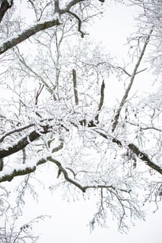 Tree limbs lightly dusted with snow on a cold, gray day