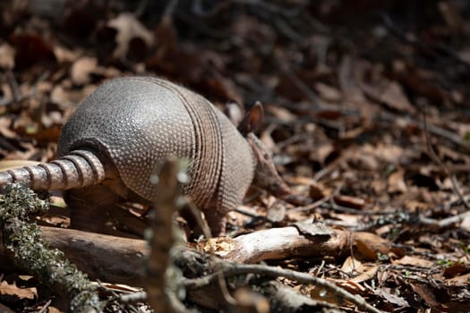 Nine-banded armadillo (Dasypus novemcinctus) foraging for insects in dead leaves and limbs
