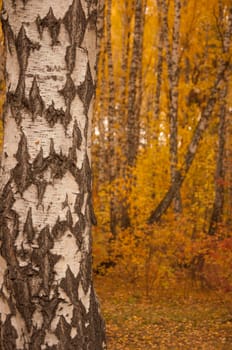 Autumn scenery. Beautiful gold fall in forest. Beautiful scene with birches in yellow autumn birch forest in october among other birches in birch grove