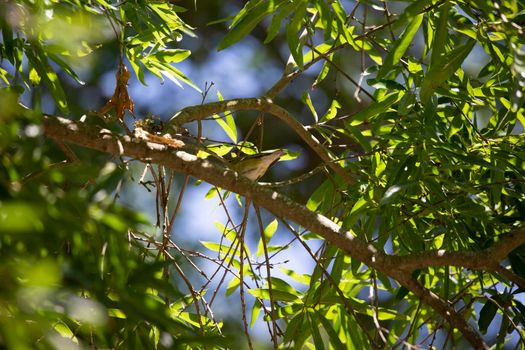 Immature Tennessee warbler (Leiothlypis peregrina) looking out from its perch on a tree limb