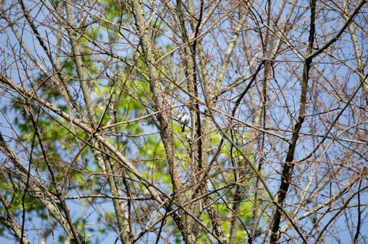 Blue-gray gnatcatcher (Polioptila caerulea) grooming a tree branch