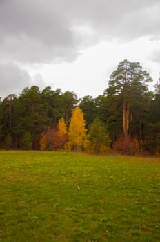 Autumn scenery. Beautiful gold fall in forest. Beautiful scene with birches in yellow autumn birch forest in october among other birches in birch grove