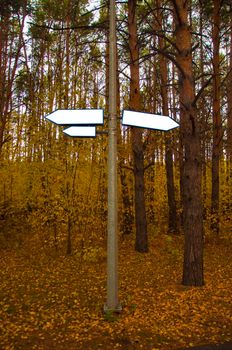 empty road signs arrows in autumn park with empty space for text