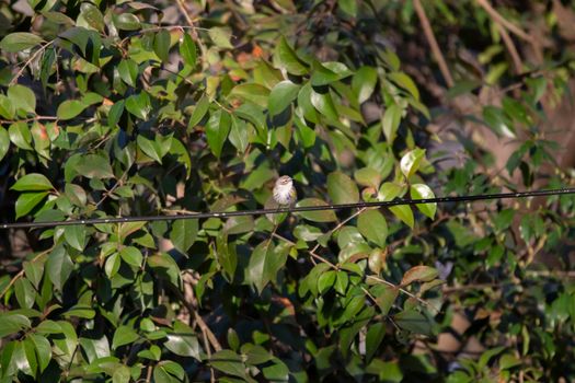 Curious female yellow-rumped warbler (Setophaga coronata) looking around while perched on a utility line