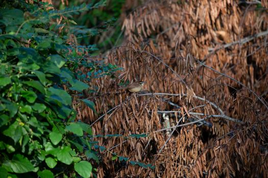 Carolina wren (Thryothorus ludovicianus) perched on a fallen tree limb