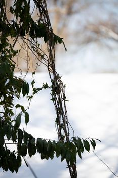 Vine covered in some snow hanging down in front of a snow-covered roof