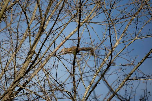 Eastern gray squirrel (Sciurus carolinensis) foraging on a tree