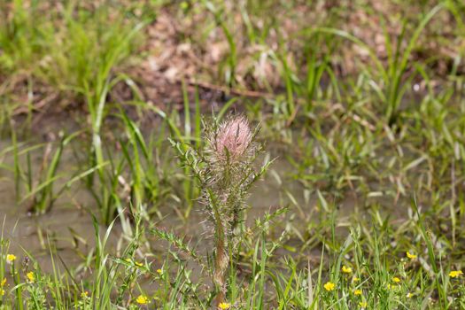 Pink thistle weed growing near shallow standing water