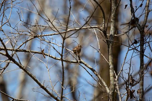 White-throated sparrow (Zonotrichia albicollis) looking around from its perch on a tree branch