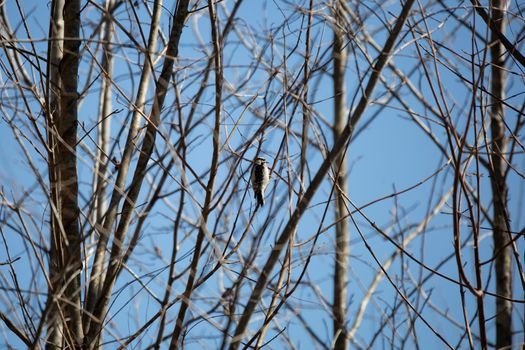 Majestic downy woodpecker (Picoides pubescens) looking out curiously from its perch on a branch