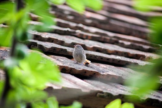 A sparrow on an old red tiled roof. Framed with blurred green leaves.