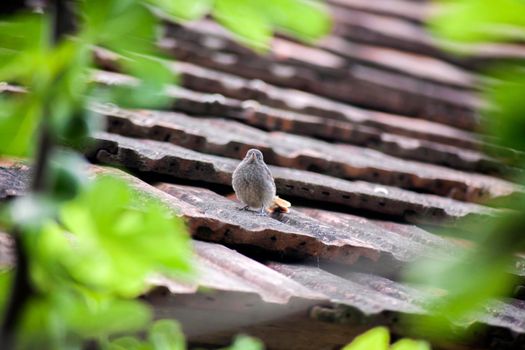 A sparrow on an old red tiled roof. Framed with blurred green leaves.