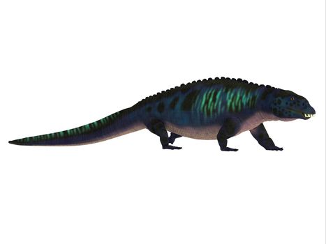 Placodus was a carnivorous marine reptile that lived during the Triassic Period Of Europe and China.