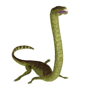 Tanystropheus was a carnivorous semi-aquatic marine reptile that lived in Europe and the Middle East during the Triassic Period.