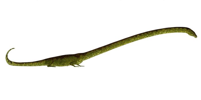 Tanystropheus was a carnivorous semi-aquatic marine reptile that lived in Europe and the Middle East during the Triassic Period.