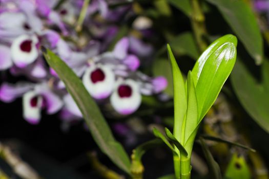 Bright green emerging orchid leaf stems close-up of a noble dendrobium orchid (Dendrobium nobile), South Africa